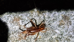 Hemiandrus maculifrons