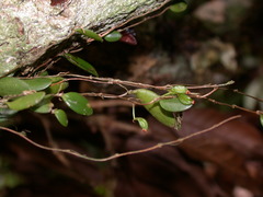 Bulbophyllum curranii