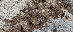 Ayenia compacta