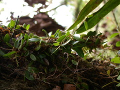 Bulbophyllum curranii