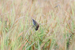 Estrildidae