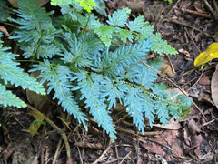Selaginella willdenowii