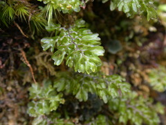 Hymenophyllum oligosorum