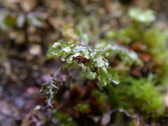 Hymenophyllum oligosorum