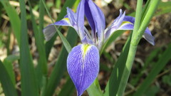 Iris savannarum