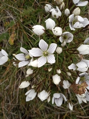 Gentianella muelleriana alpestris