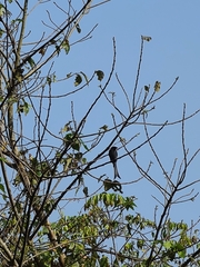 Dicrurus leucophaeus