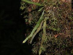 Oreogrammitis subnervosa