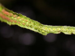 Oreogrammitis subnervosa