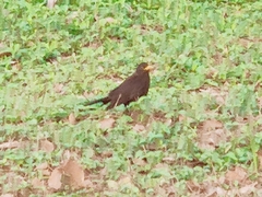 Turdus mandarinus