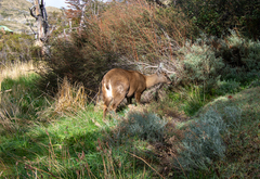 Hippocamelus bisulcus