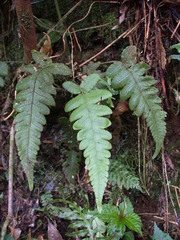 Stegnogramma dictyoclinoides