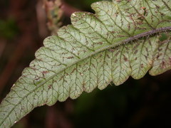 Stegnogramma dictyoclinoides