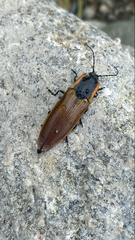 Semiotus luteipennis