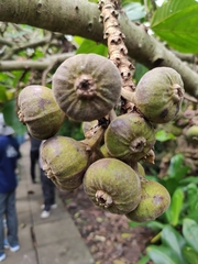 Ficus auriculata