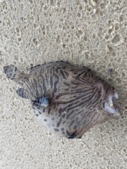 Antennarius striatus