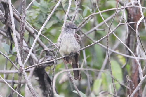 Pale-bellied Mourner