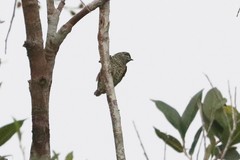 Picumnus exilis