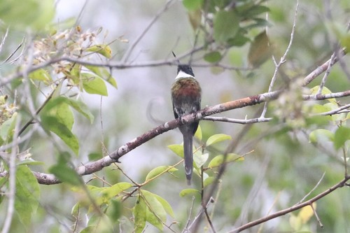 Bronzy Jacamar (Galbula leucogastra), photo 9