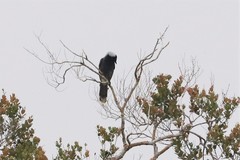 Cyanocorax heilprini