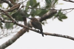 Brachygalba lugubris