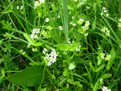 Valerianella umbilicata