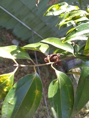 Clinoconidium sawadae