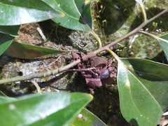 Clinoconidium sawadae