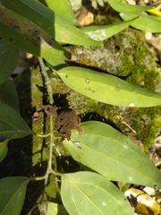 Clinoconidium sawadae