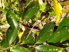 Cephaleuros virescens