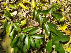Cephaleuros virescens