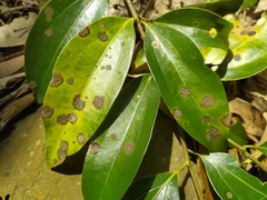 Cephaleuros virescens