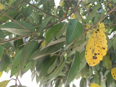 Cephaleuros virescens