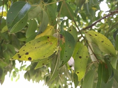 Cephaleuros virescens