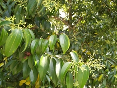 Clinoconidium sawadae