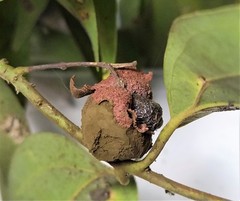 Clinoconidium sawadae