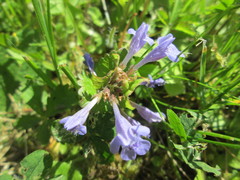 Glechoma hederacea