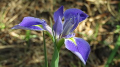 Iris savannarum