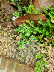 Selaginella ciliaris
