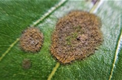 Cephaleuros virescens