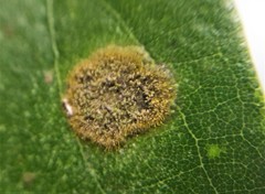 Cephaleuros virescens