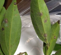 Cephaleuros virescens