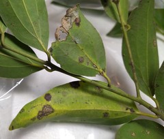 Cephaleuros virescens