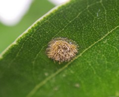 Cephaleuros virescens