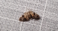 Araeopteron epiphracta