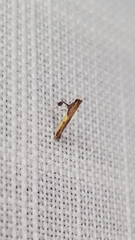 Caloptilia azaleella