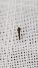 Caloptilia azaleella