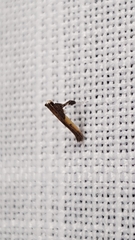 Caloptilia azaleella