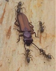 Platisus angusticollis