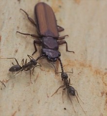 Platisus angusticollis